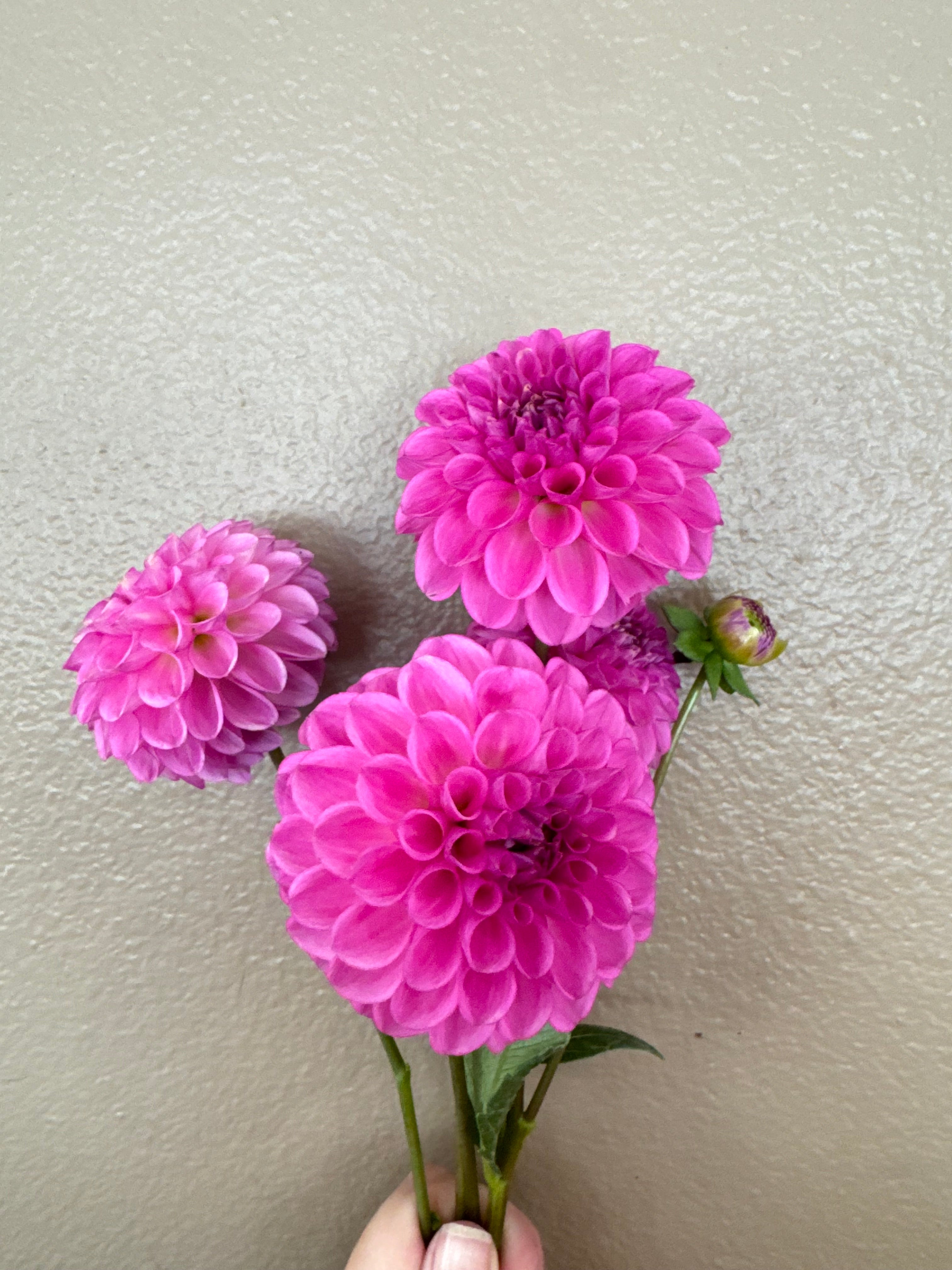 Ferncliff Violet – Summer Meadow Dahlia Farm