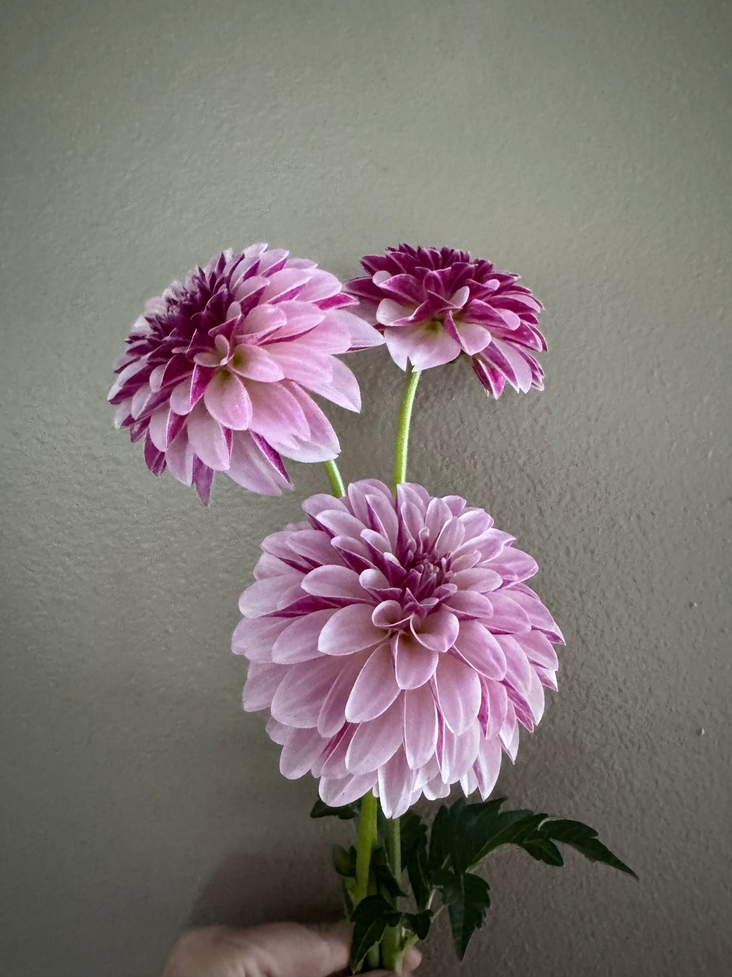 Salish Twilight Girl