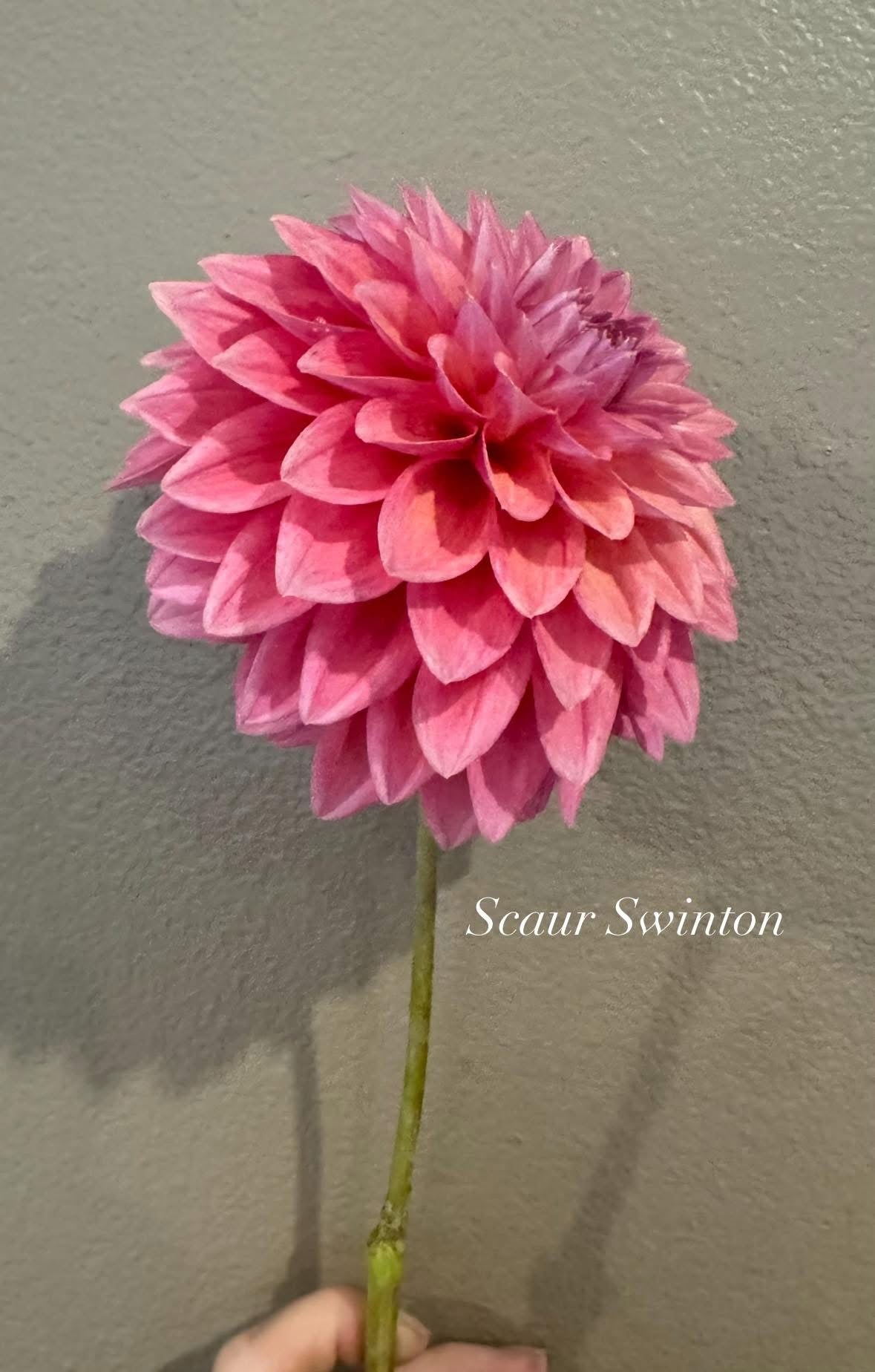 Scaur Swinton