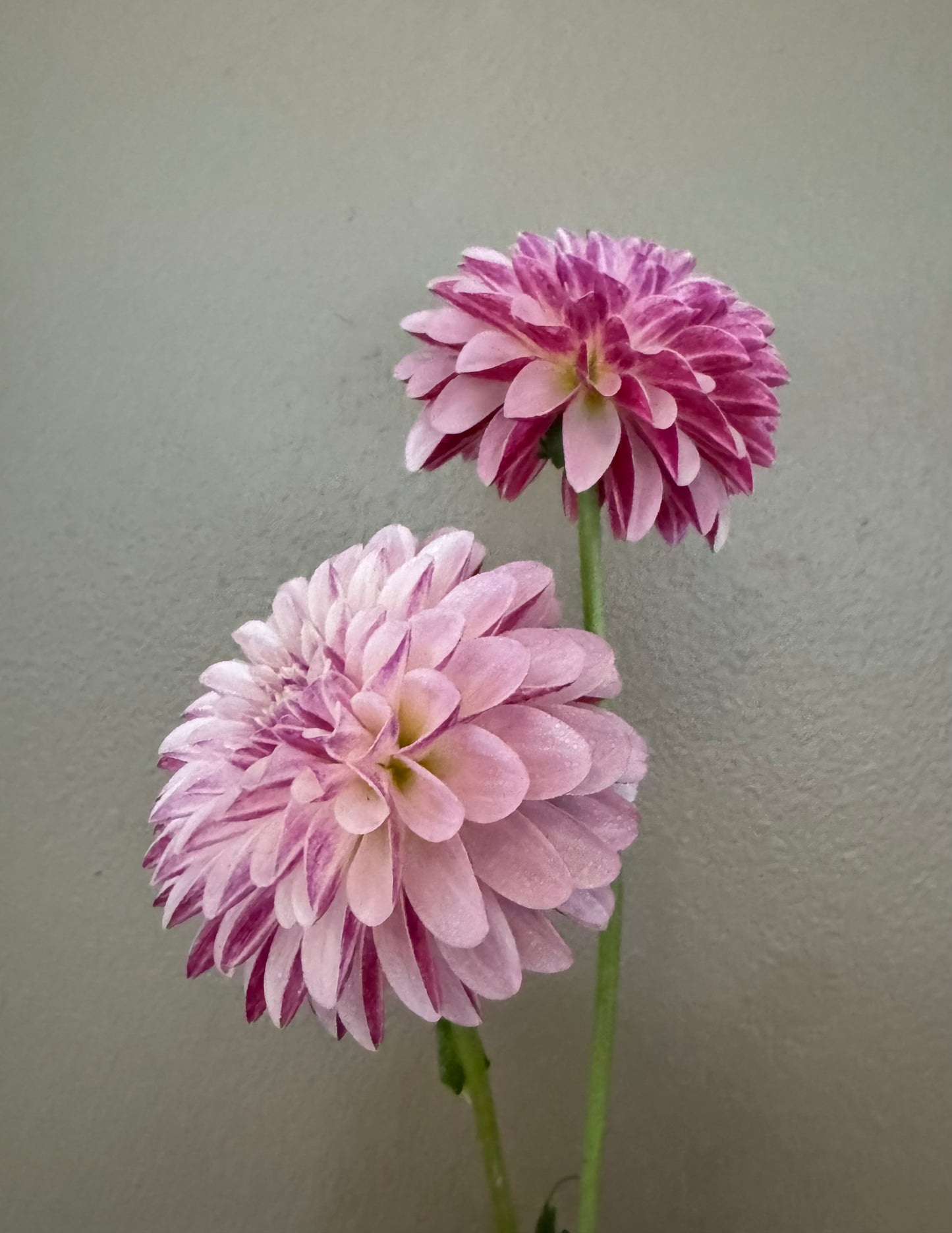 Salish Twilight Girl