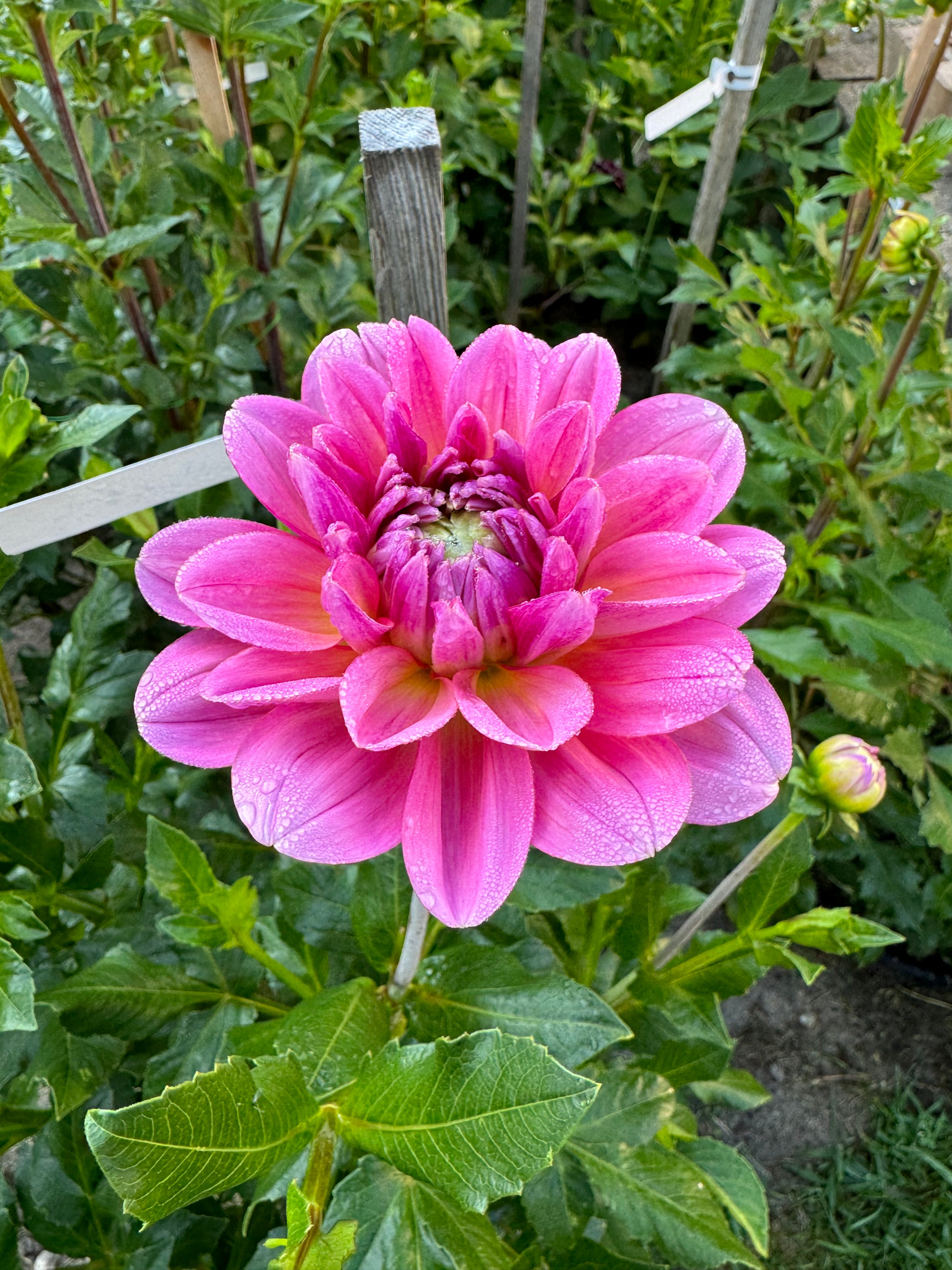 Patootya Cutie Patootie – Summer Meadow Dahlia Farm