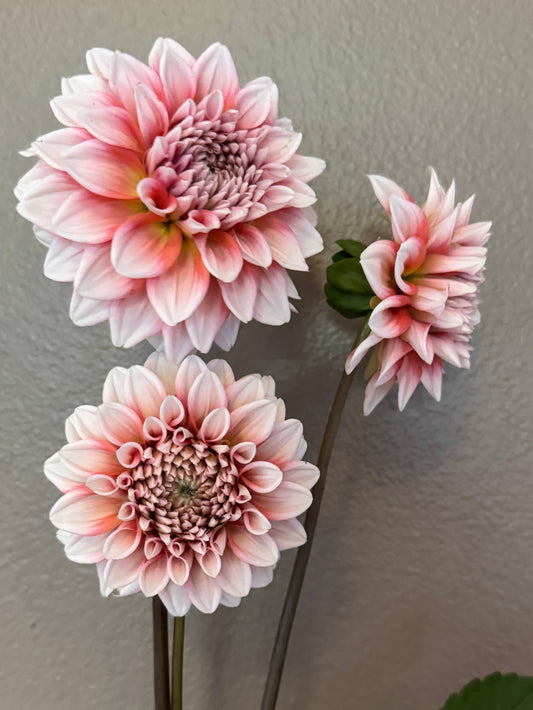 Lee’s Pineberry Trifle