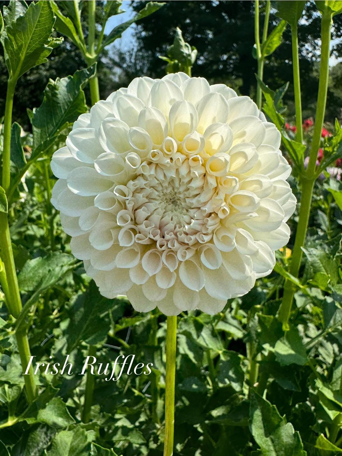 Irish Ruffles