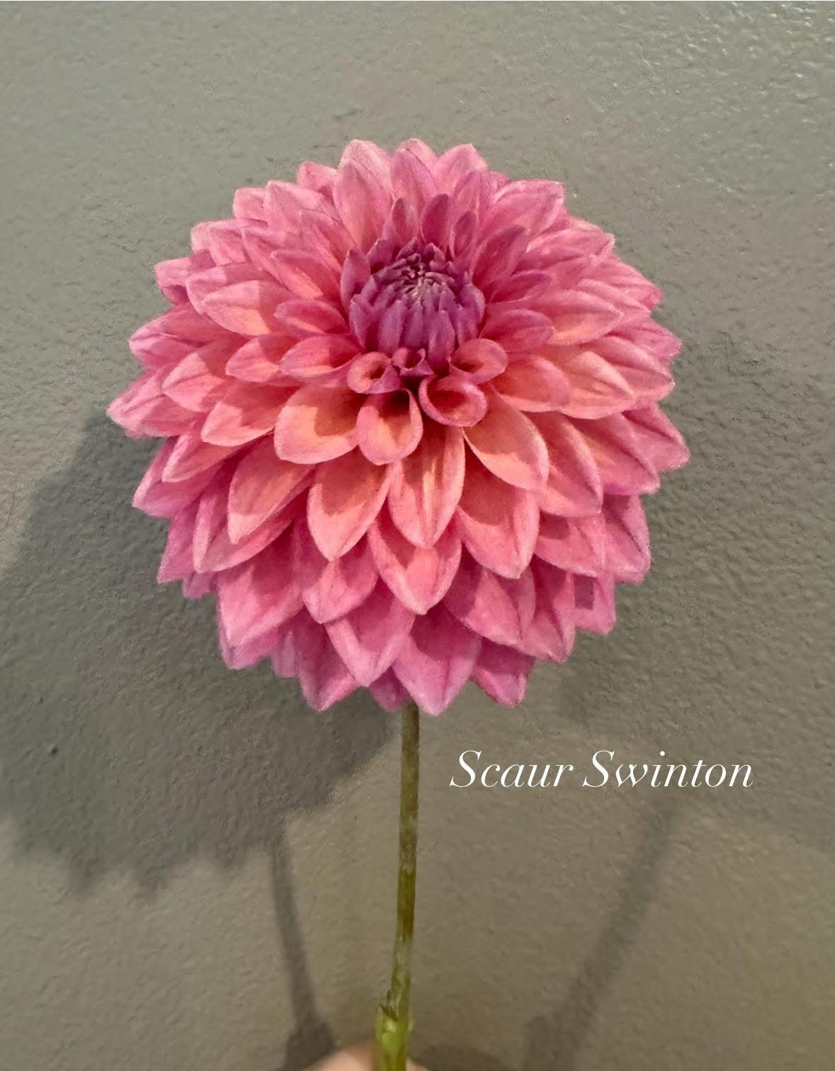 Scaur Swinton