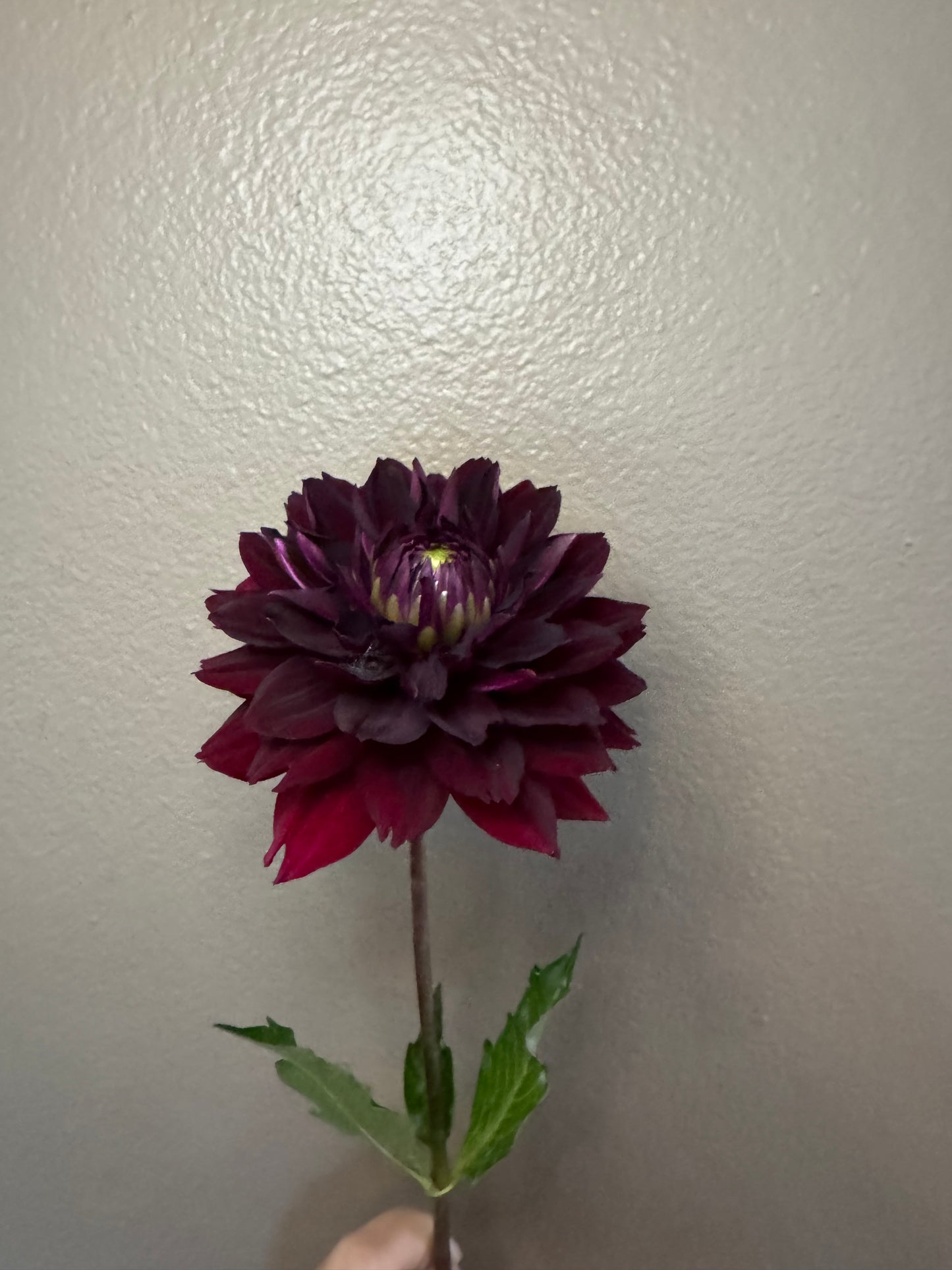 Hollyhill Black Widow