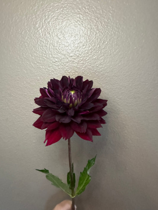 Hollyhill Black Widow