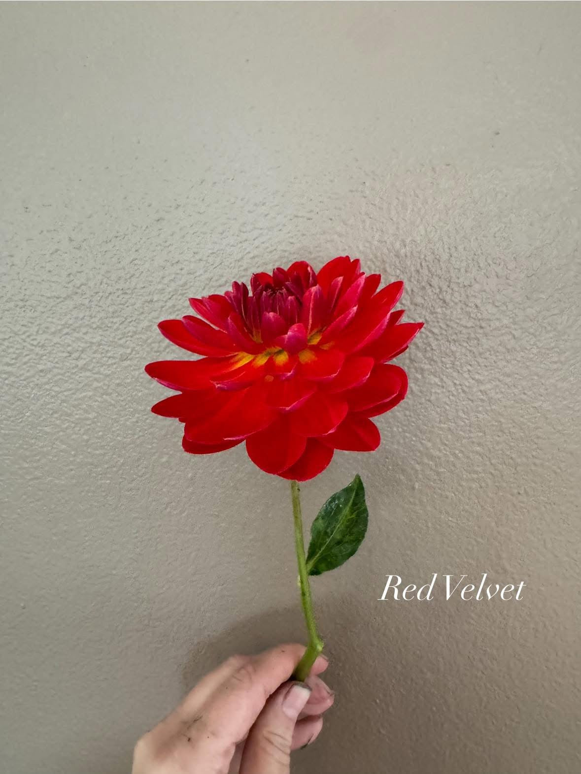 Red Velvet