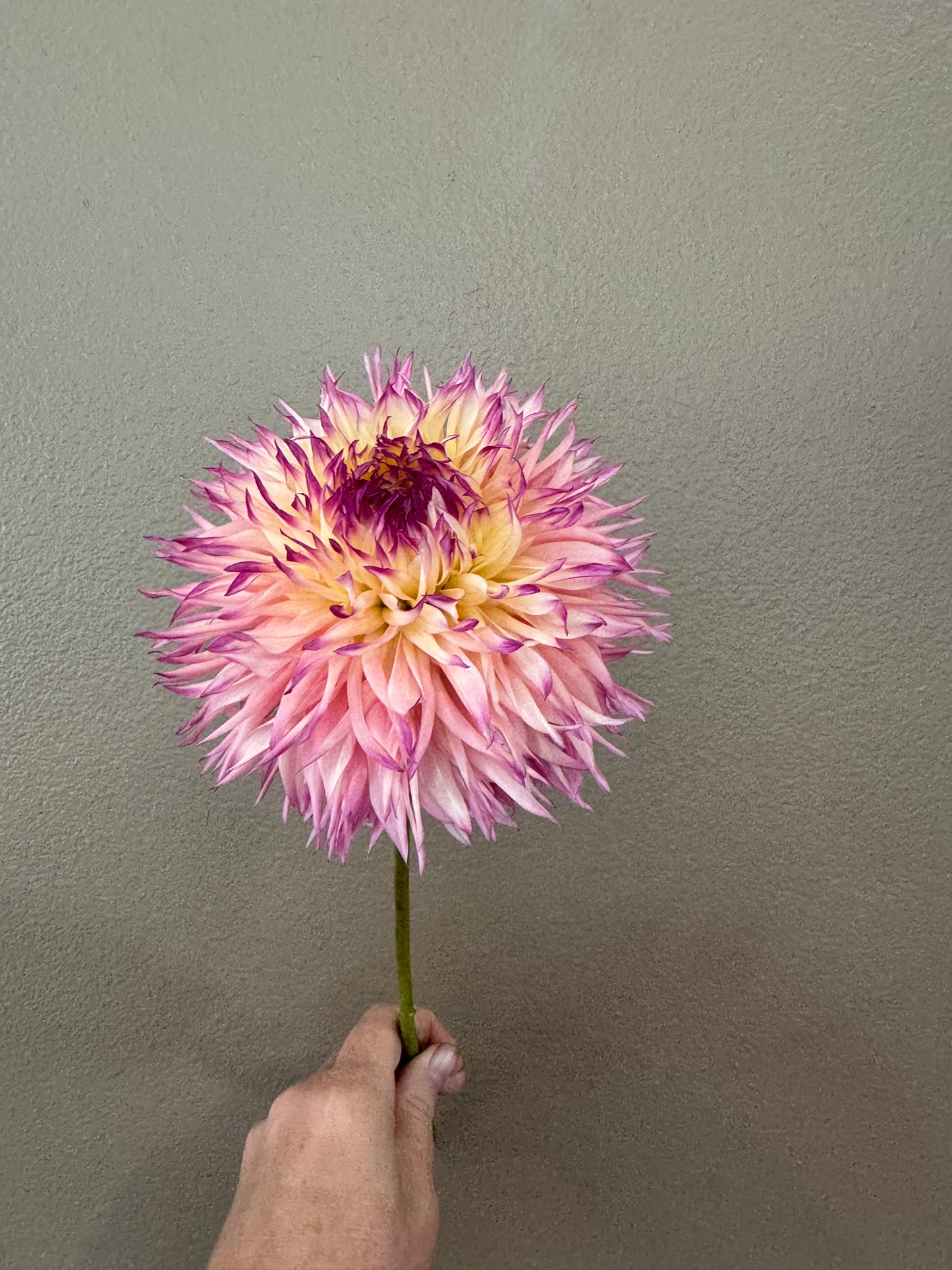 Pineland’s Princess