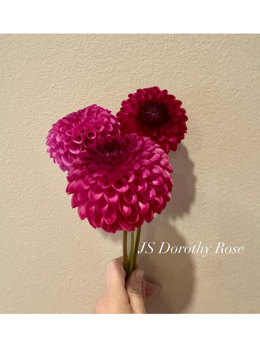 JS Dorothy Rose