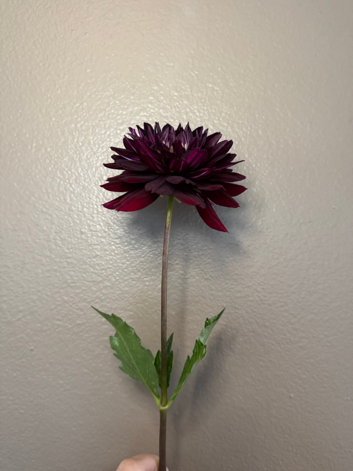 Hollyhill Black Widow