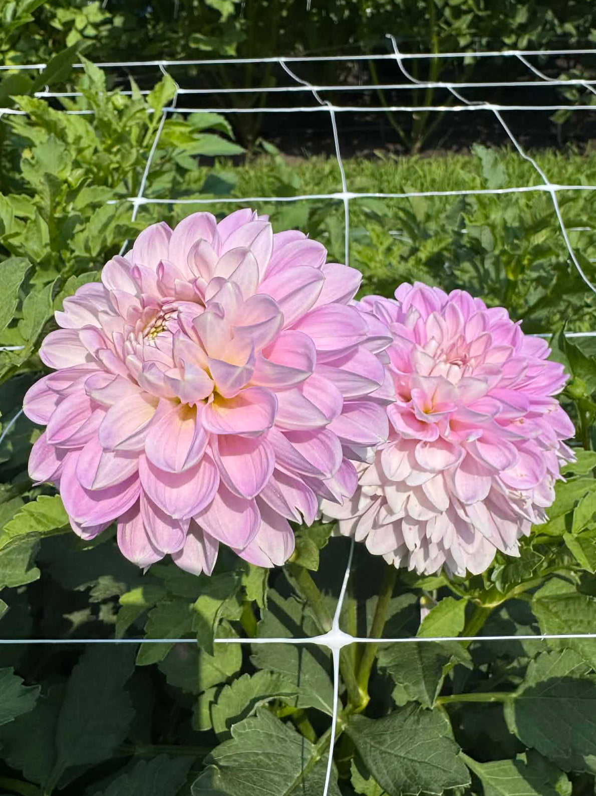 Marionberry Milkshake