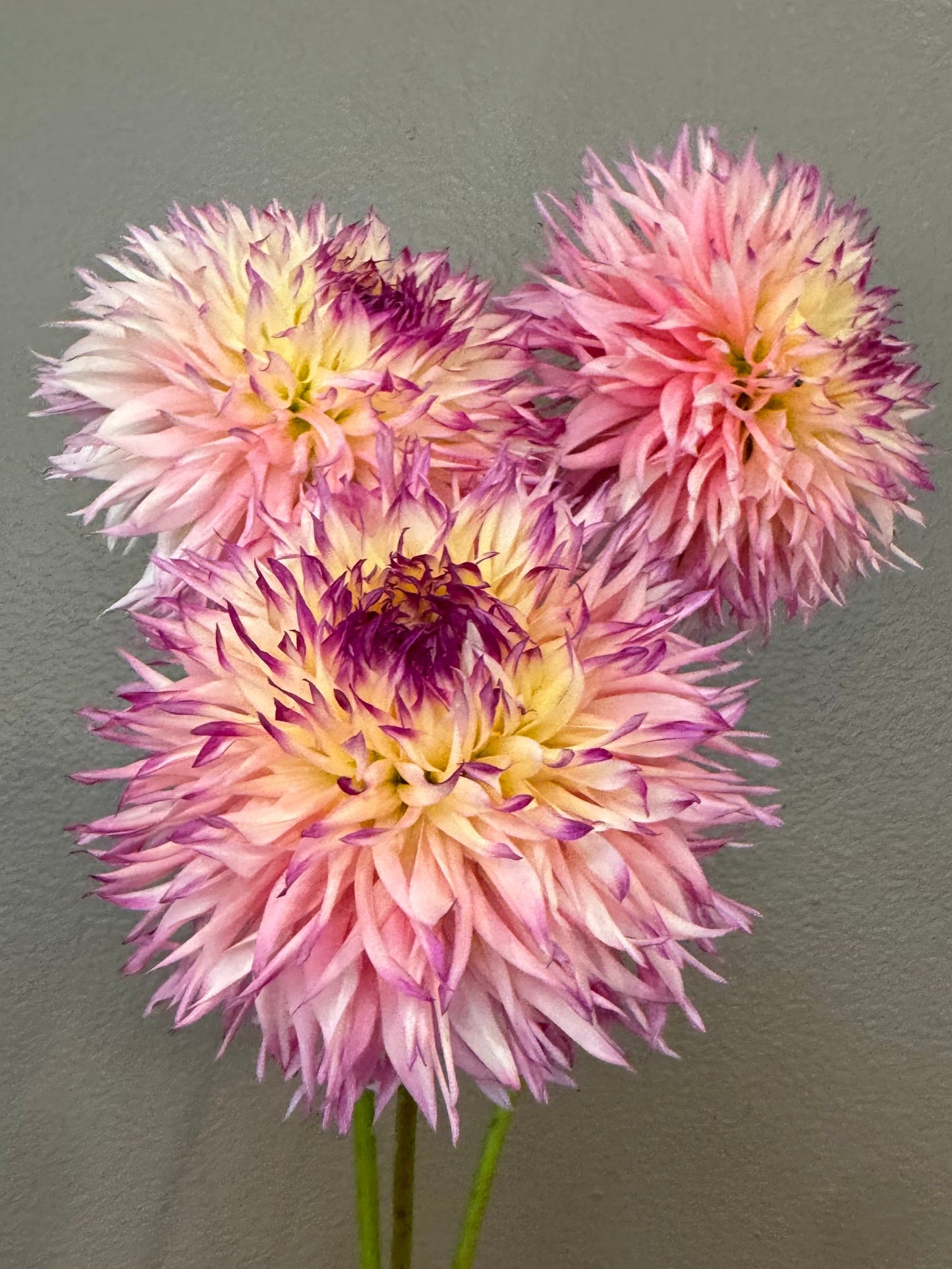 Pineland’s Princess