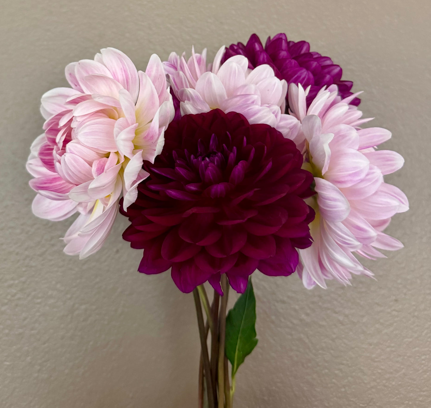 Sandia Bertha