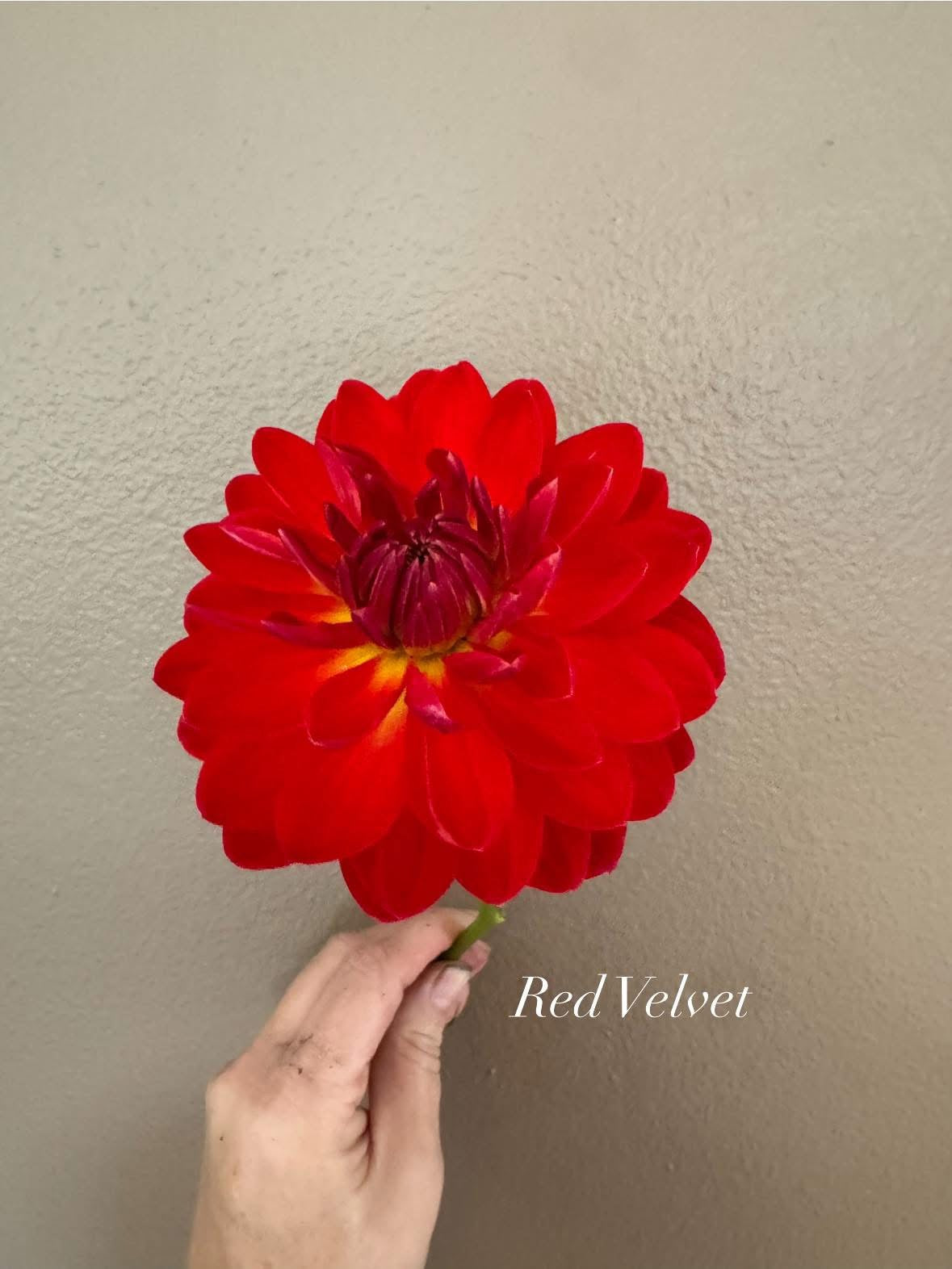 Red Velvet