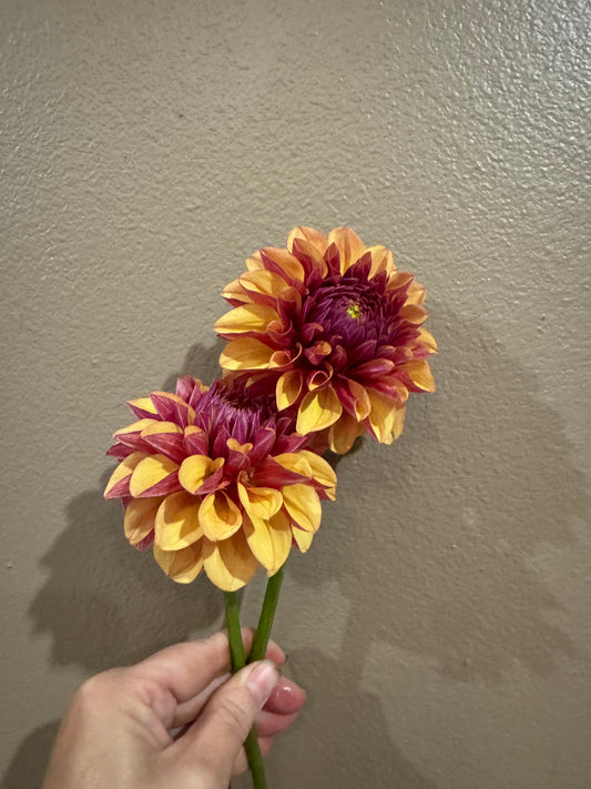 Lee’s Golden Raspberry