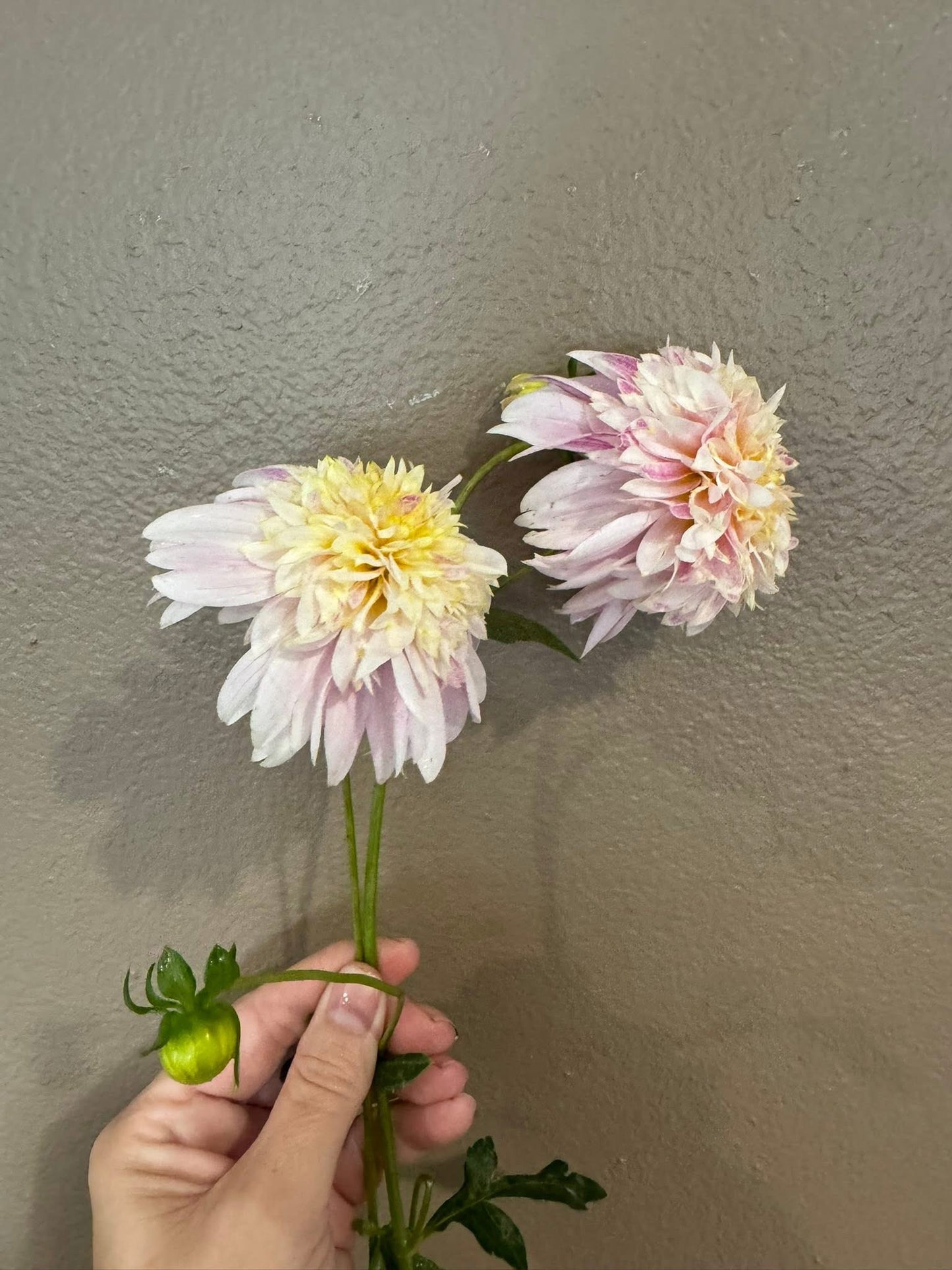 Can Can Girl Floret 3rd year seedling