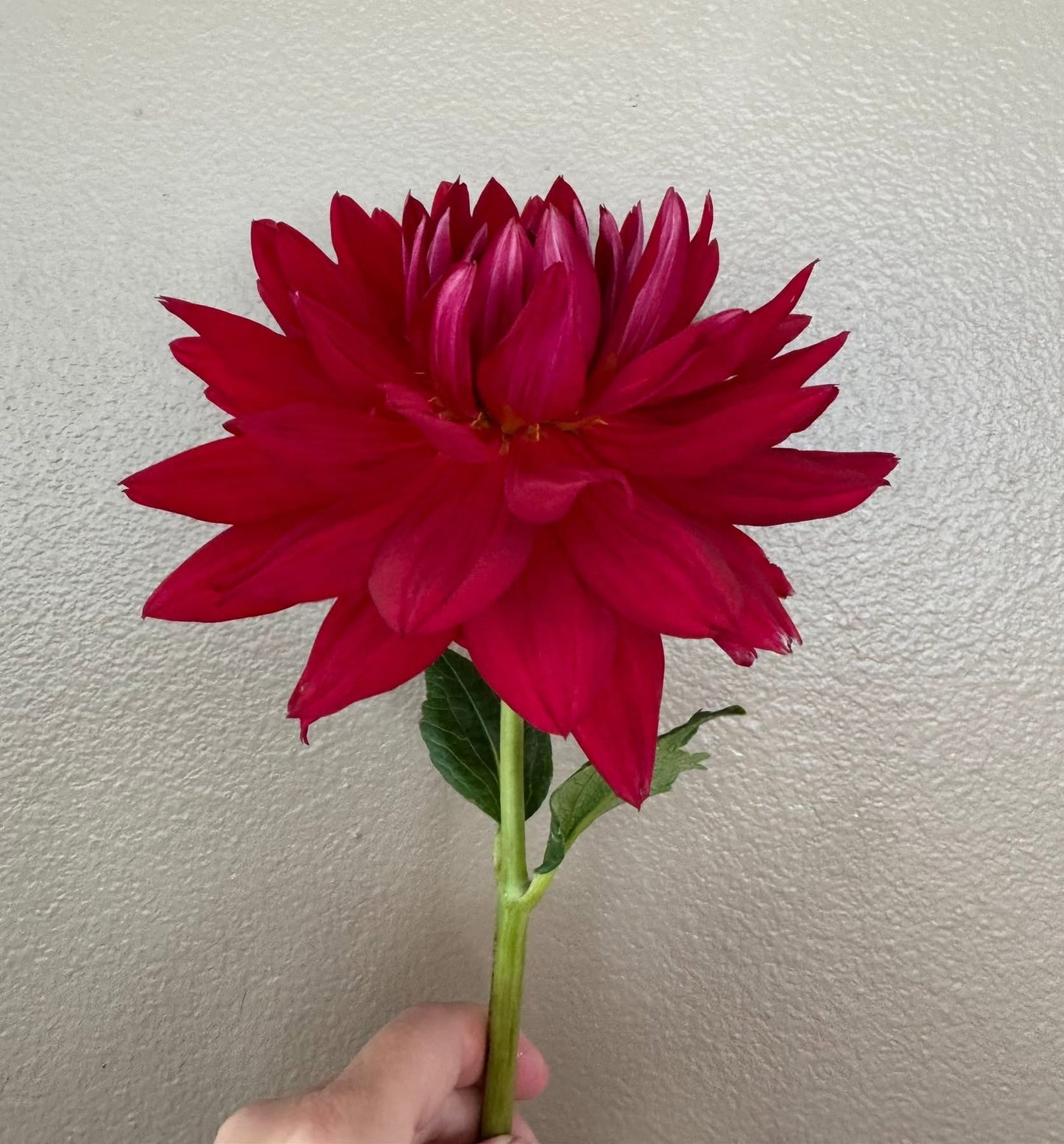 Hollyhill Red Funhouse