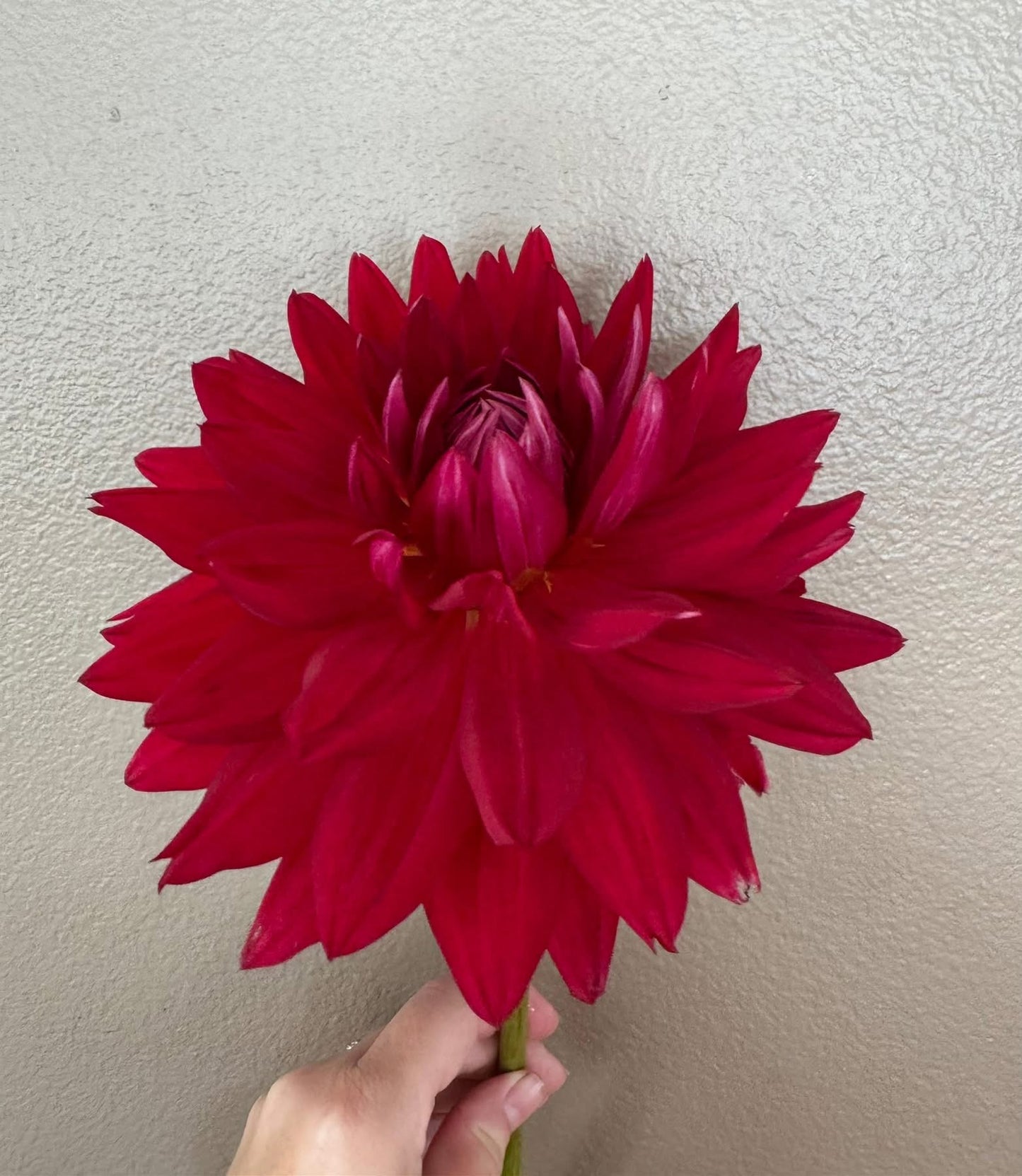 Hollyhill Red Funhouse