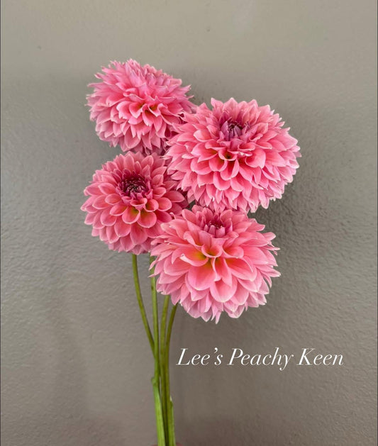 Lee’s Peachy Keen