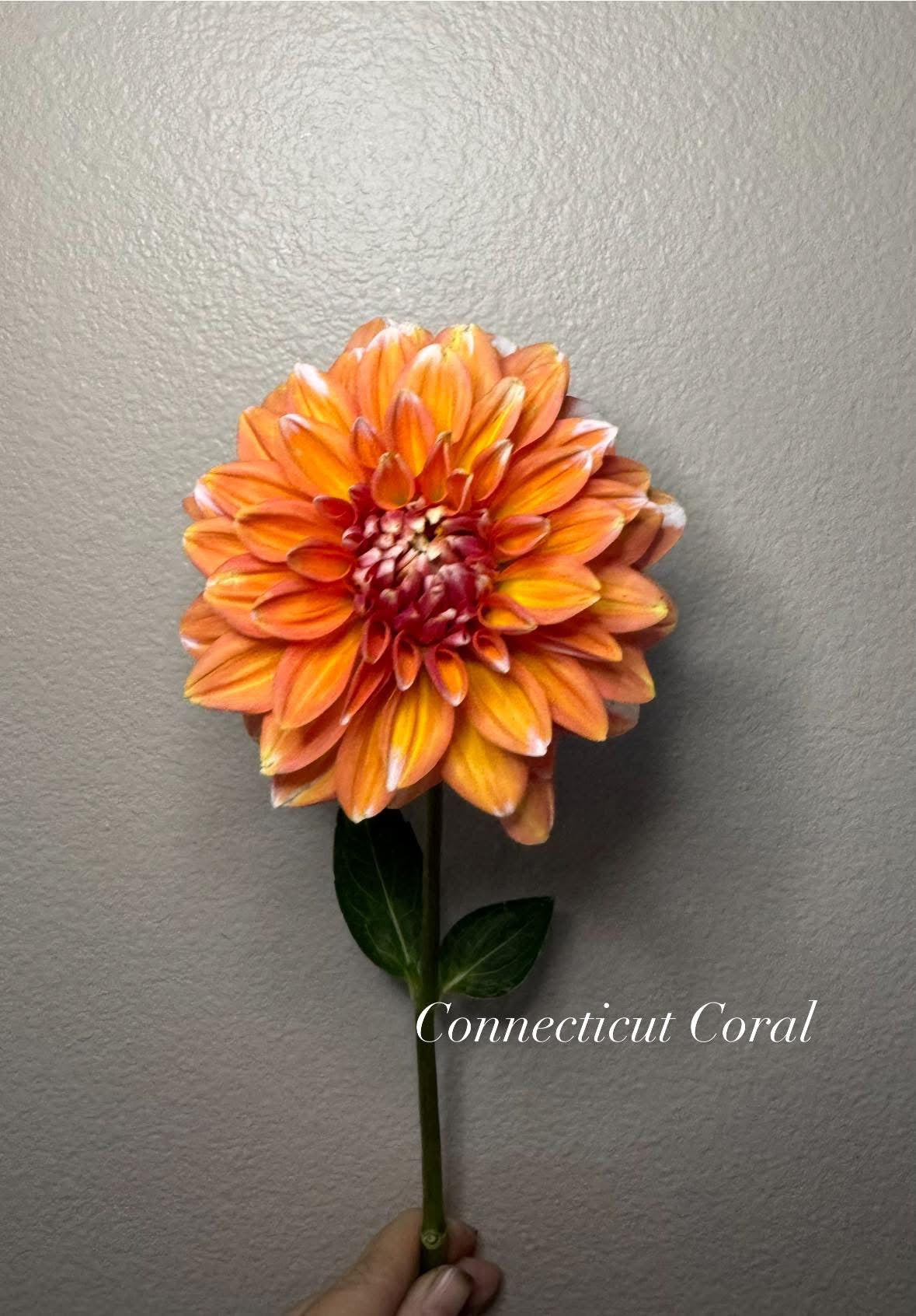 Connecticut Coral