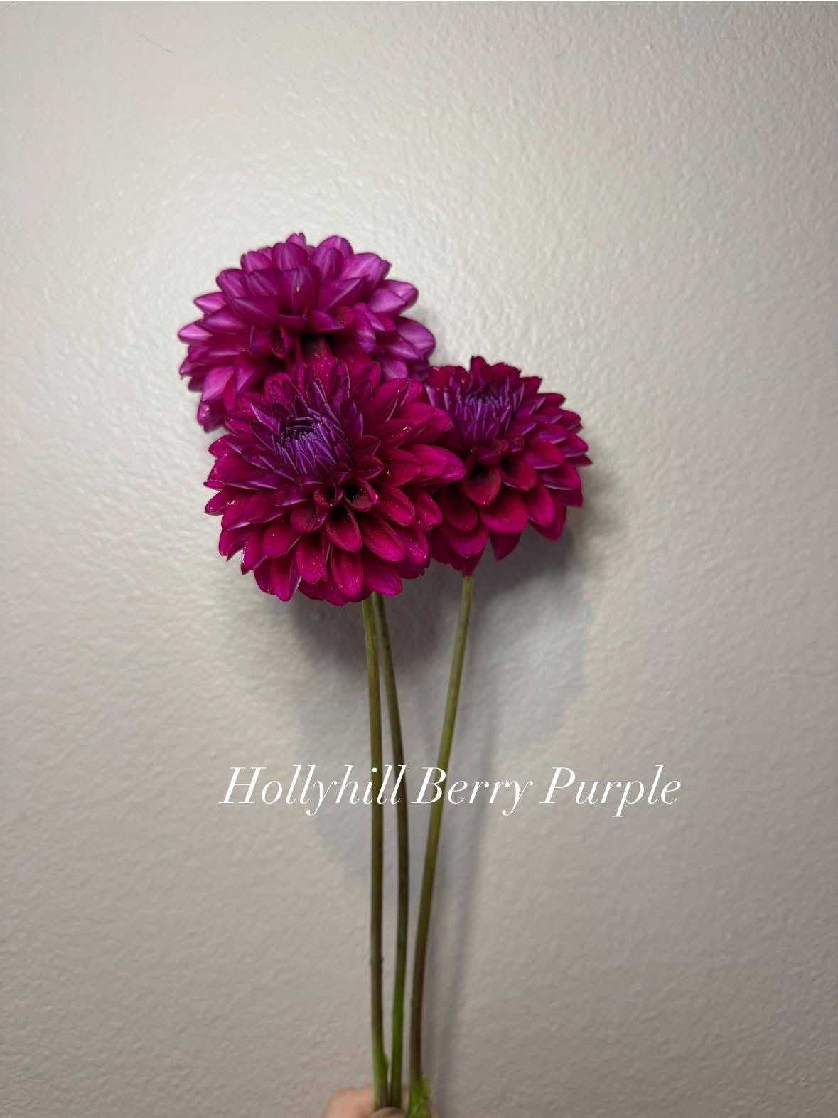 Hollyhill Berry Purple