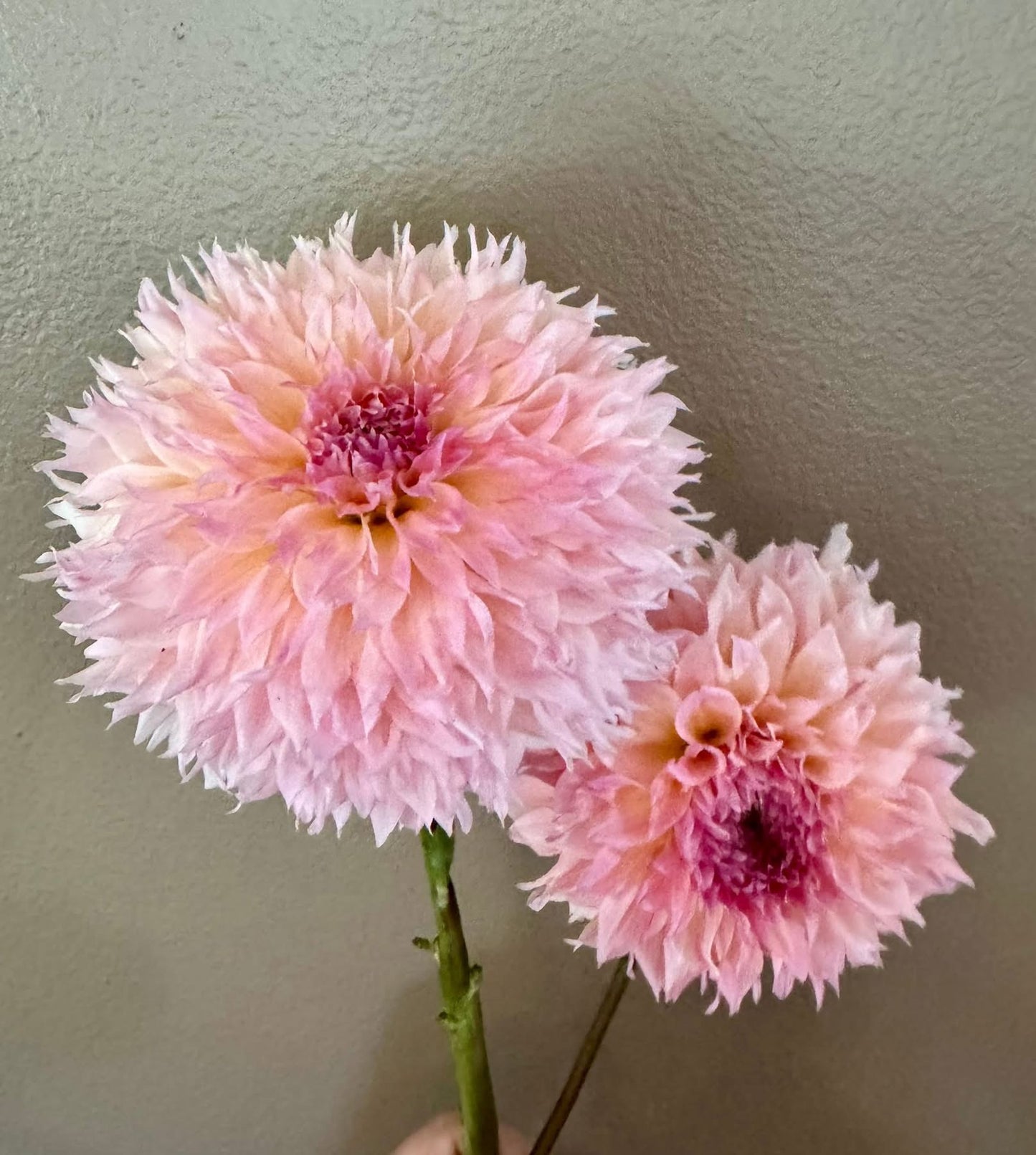 Lee’s Pink Grapefruit