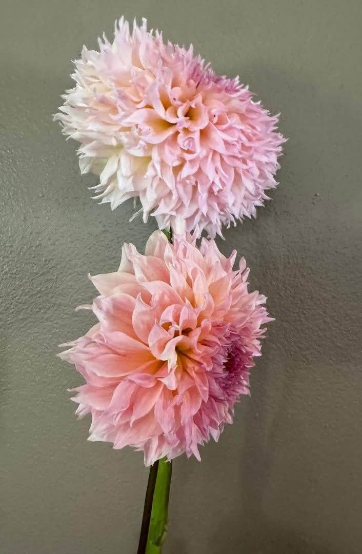 Lee’s Pink Grapefruit