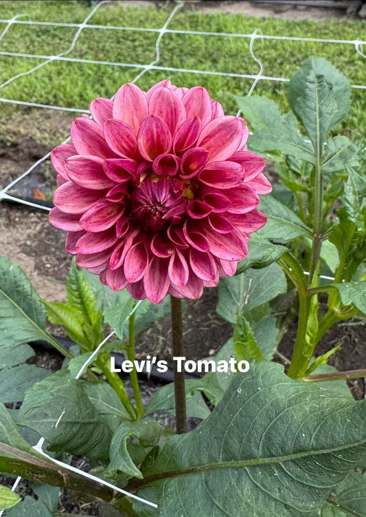 Levi’s Tomato