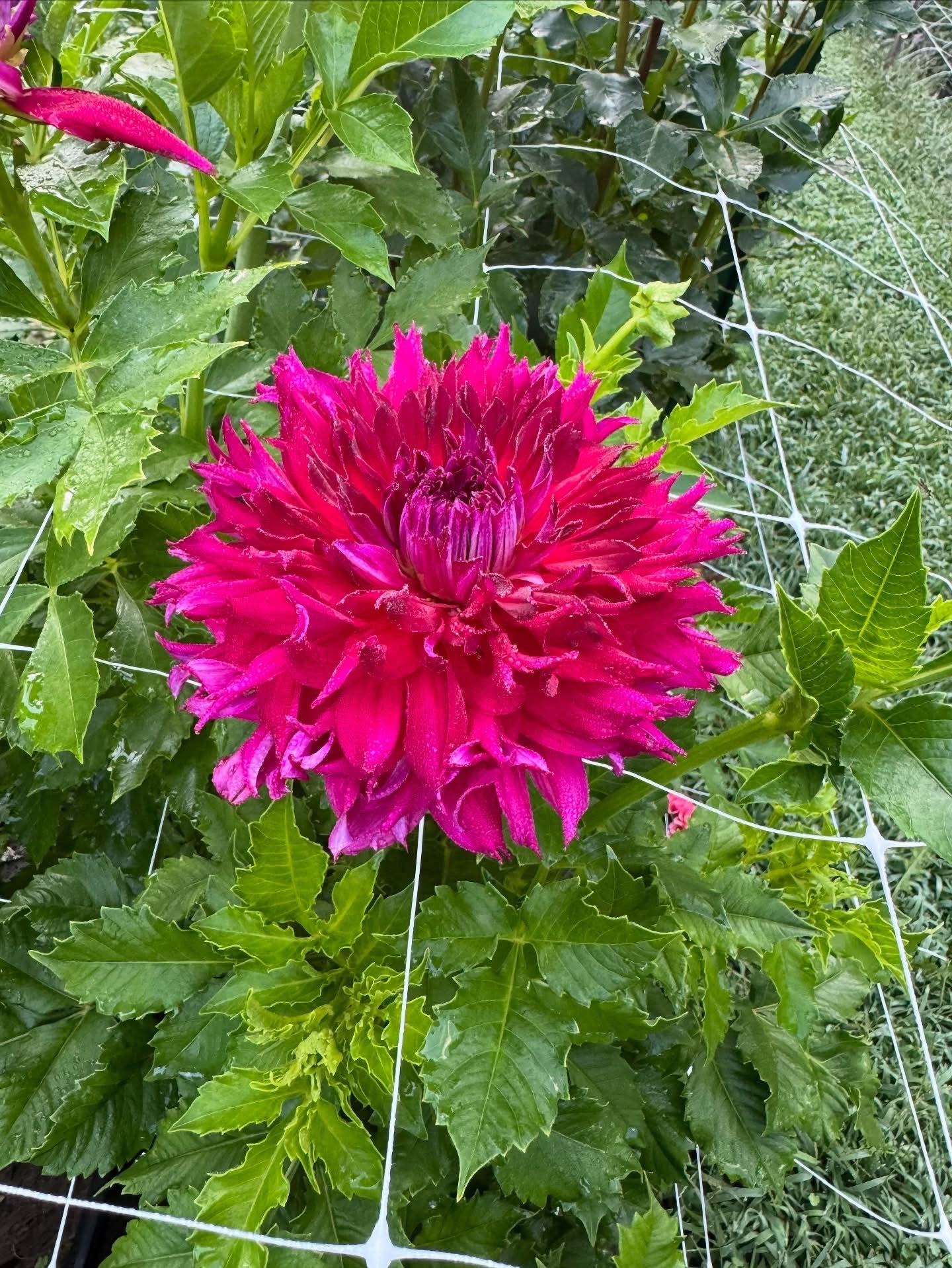 Elk’s Lips on Fire