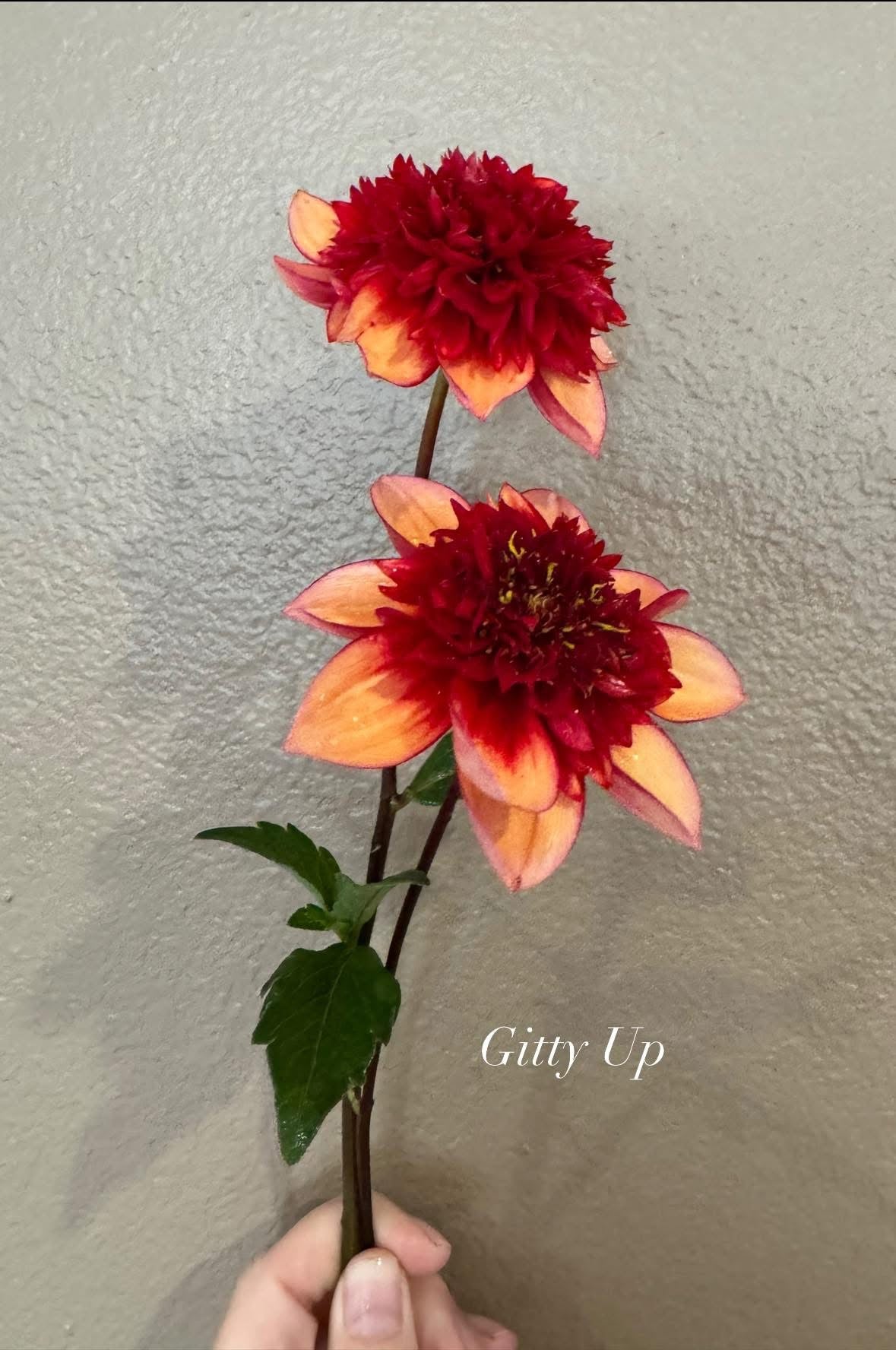 Summer Meadow Dahlia Farm Gitty Up Dahlia Tuber
