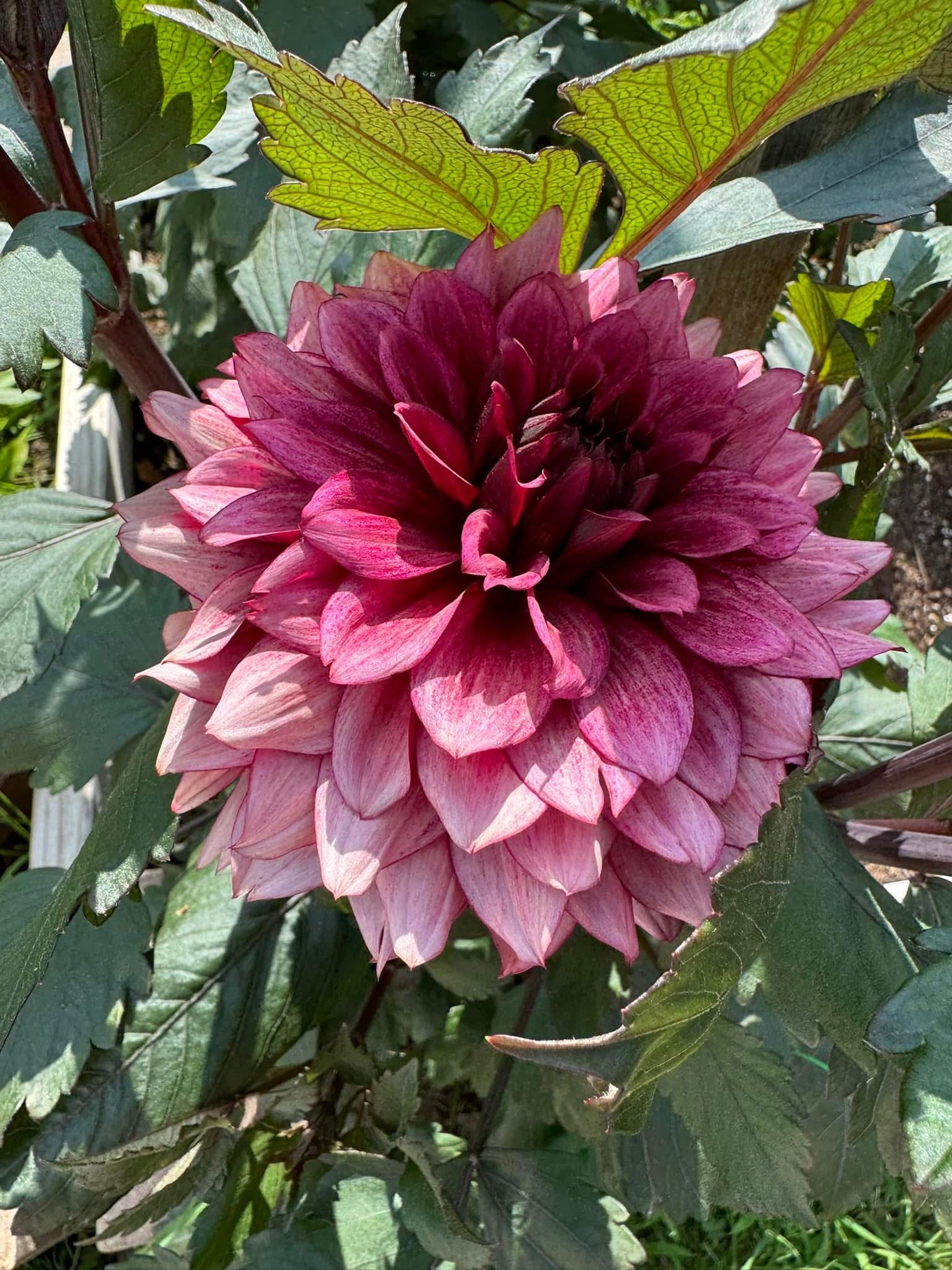 Night Silence Summer Meadow Dahlia Farm Night Silence Summer Meadow Dahlia Farm