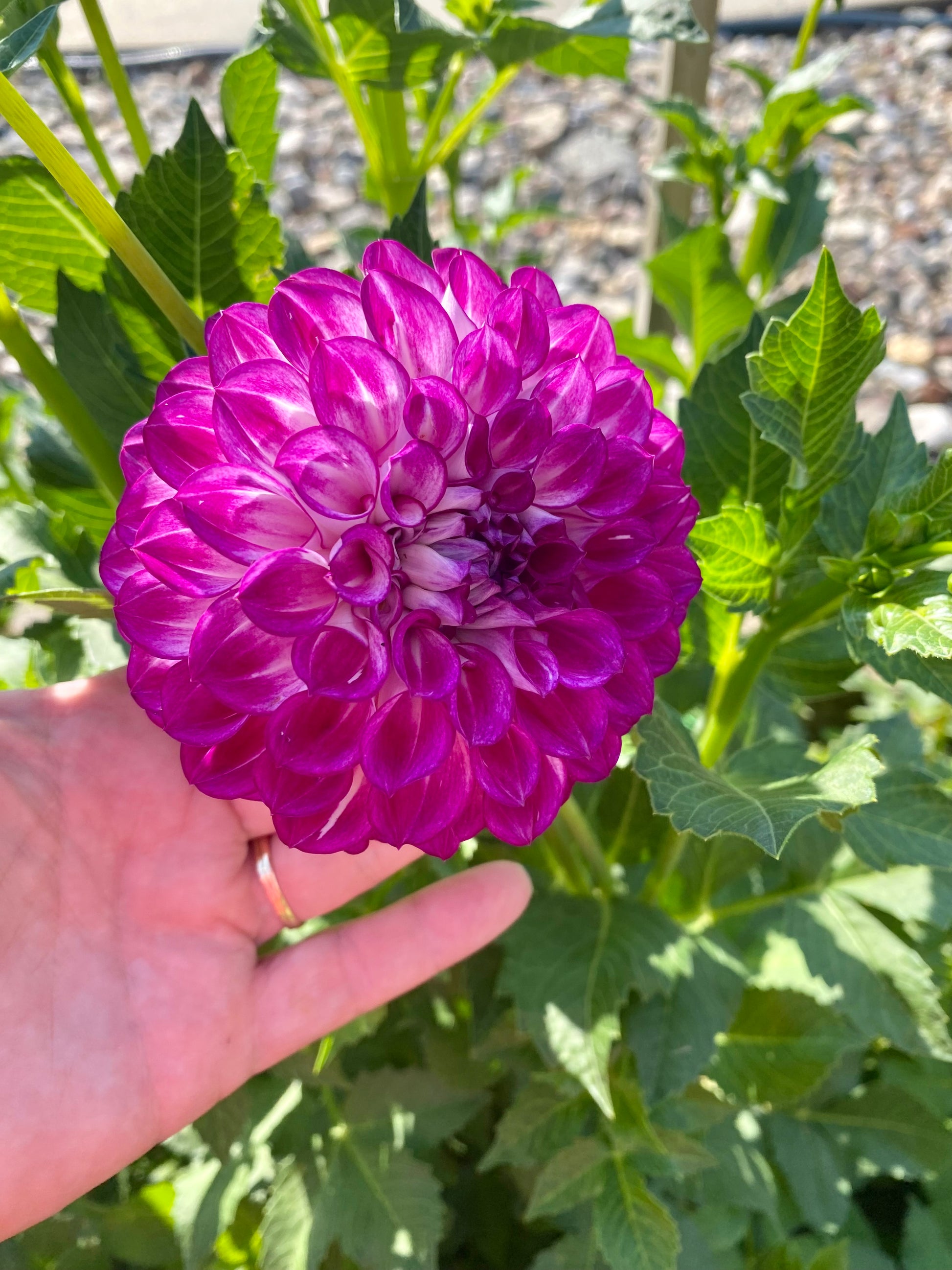 AC Devin – Summer Meadow Dahlia Farm