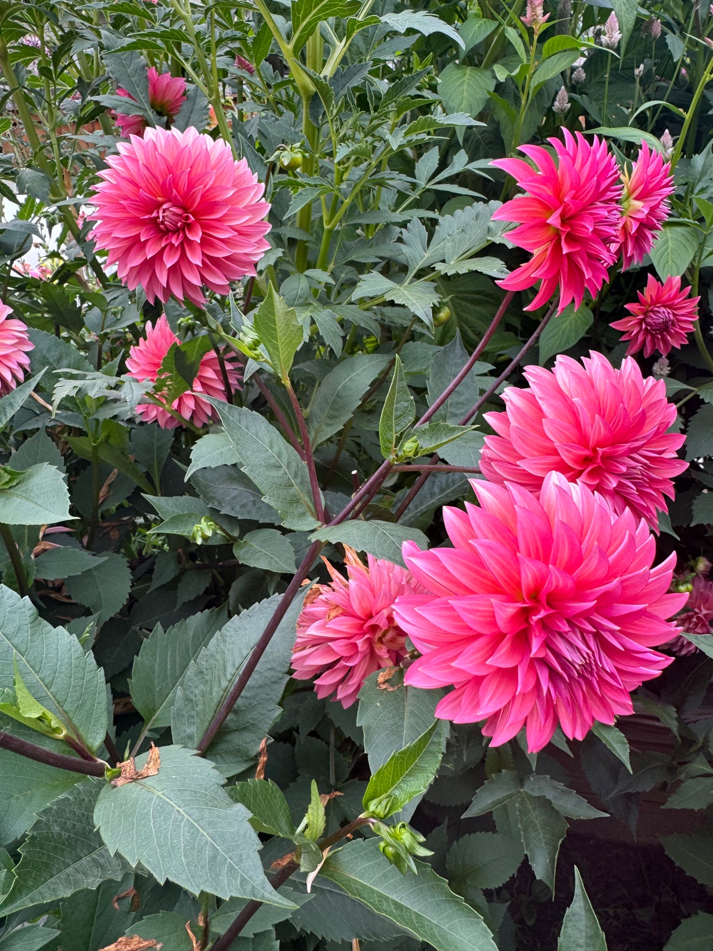 Sandia Ruthie